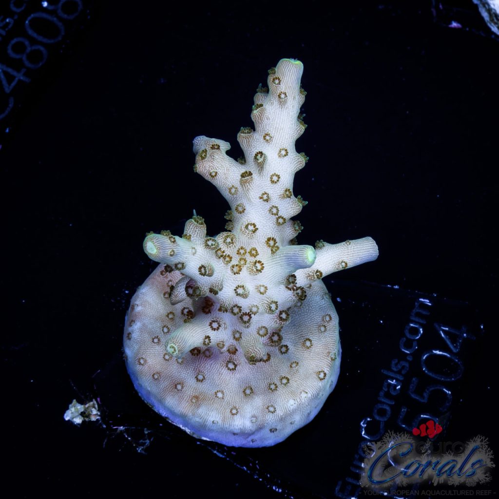 EC 500$ Efflow Acro