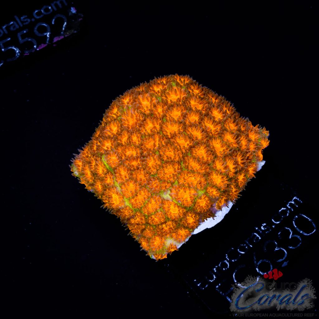EC Orange/Green Rogue Leptastrea