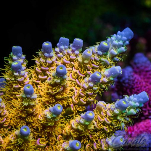 Cut-To-Order Signature Corals