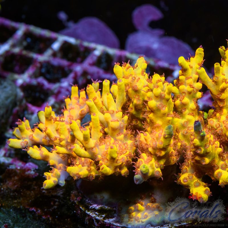 EC Akil's Bumblebee Ultra Yellow Acro LIMITED