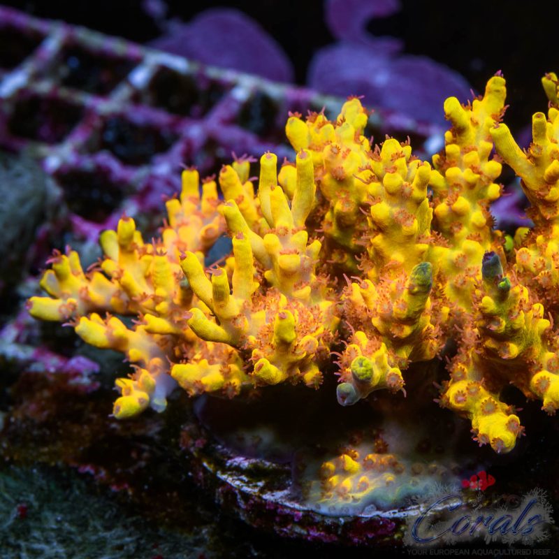 EC Akil's Bumblebee Ultra Yellow Acro LIMITED – Bild 2