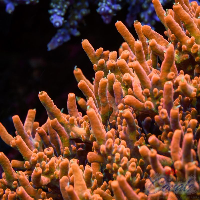 EC Akil's Super Orange Tangerine Dream Acro - Image 2