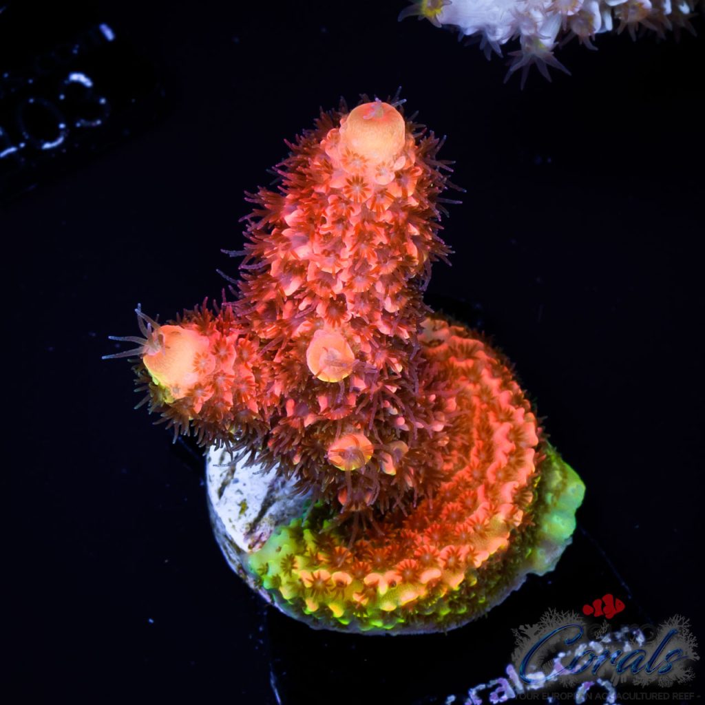 EC On Fire Spathulata ER