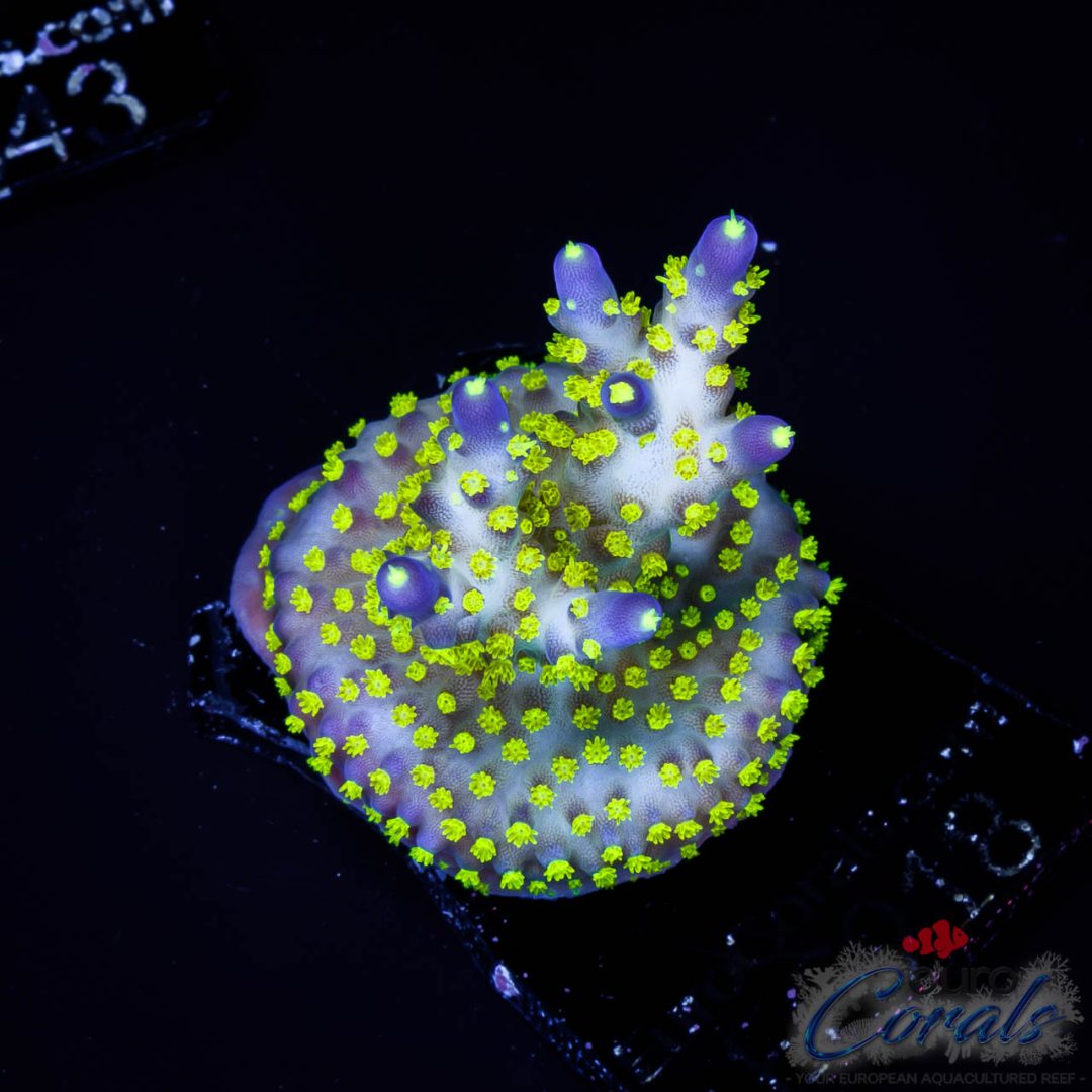 EC Blueberry Fields Acro Euro Corals