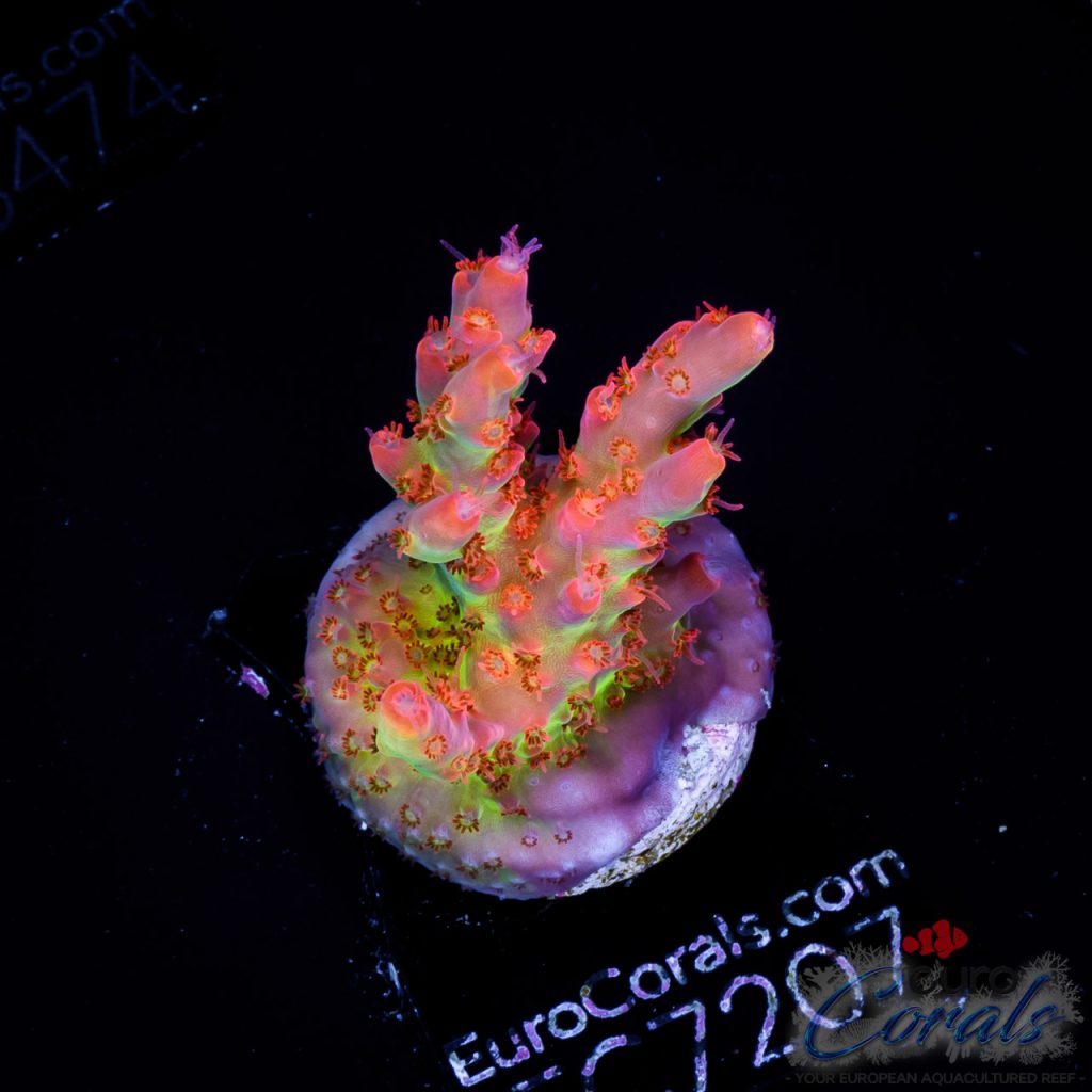 EC Sea Of Flames Acro NEW