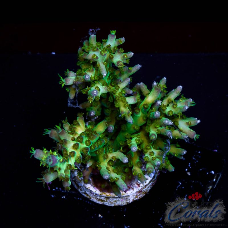 EC Sour Twist Acro