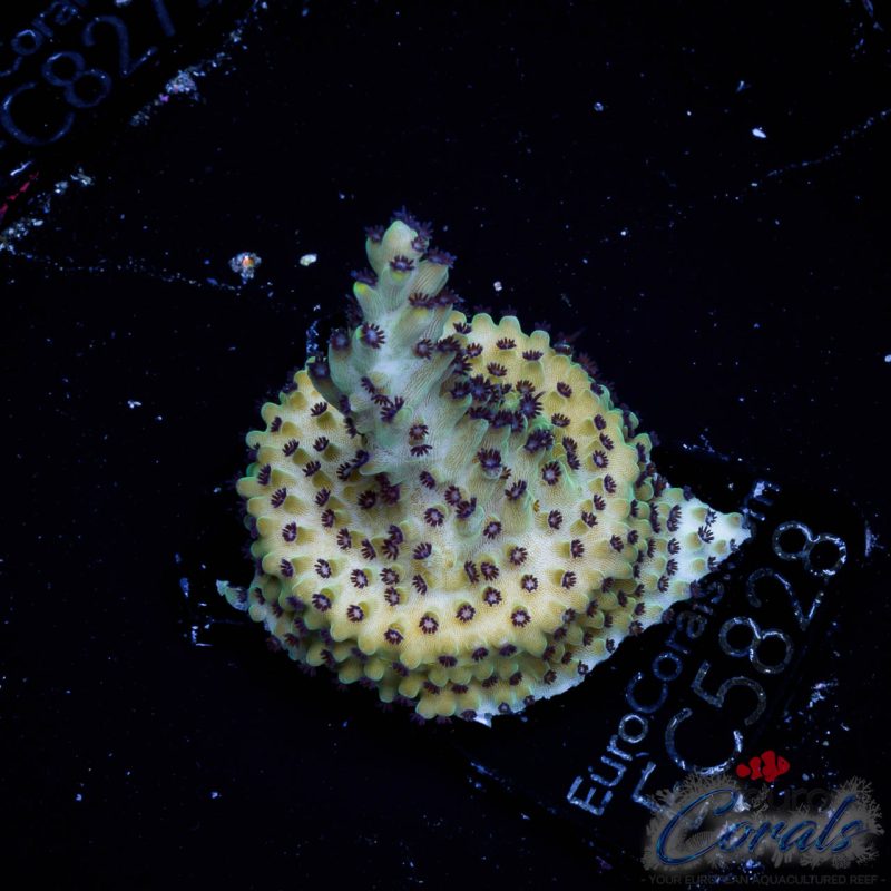 EC Blueberry SC Acro