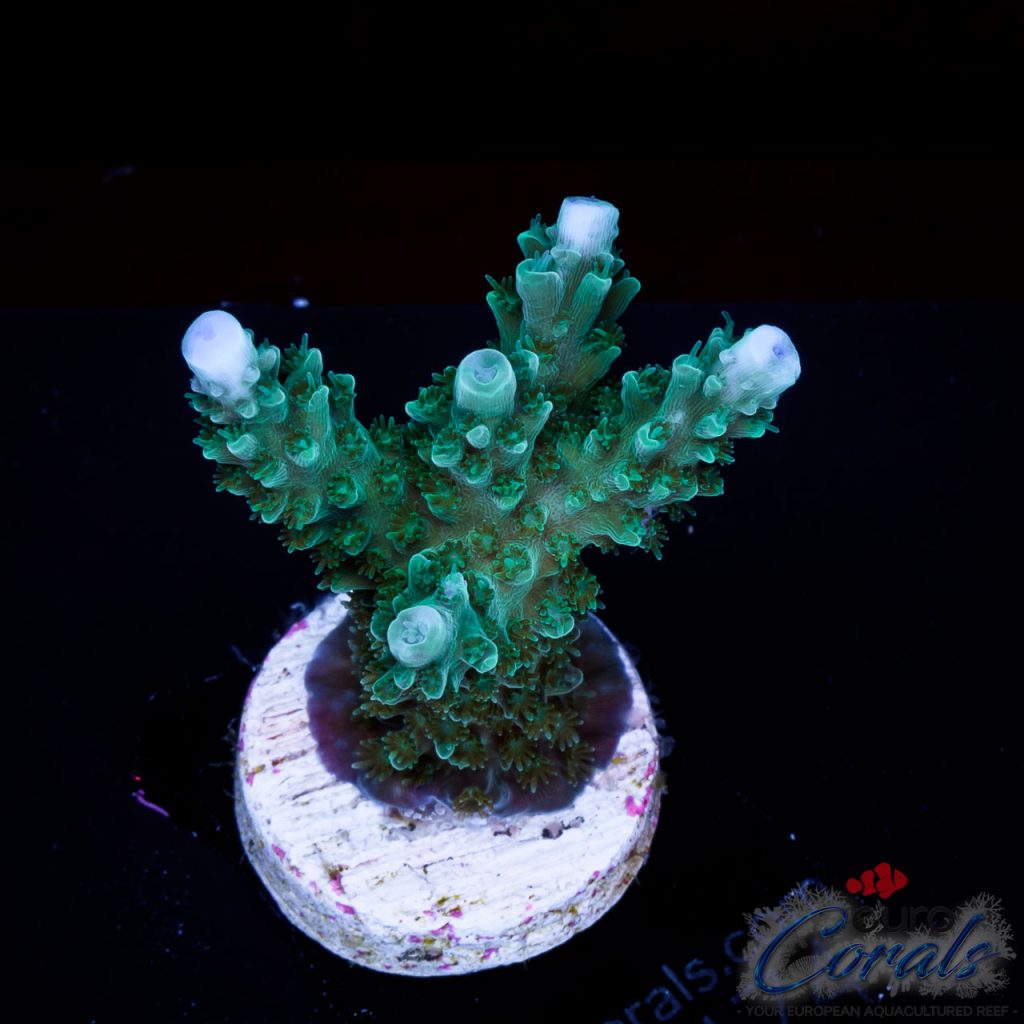 EC Blue Snakehead Stag Acro