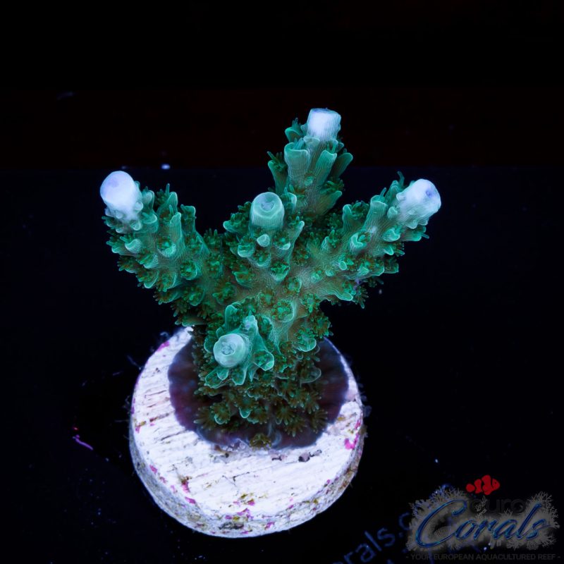 EC Blue Snakehead Stag Acro