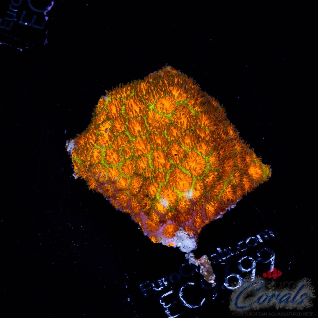 EC Orange/Green Rogue Leptastrea