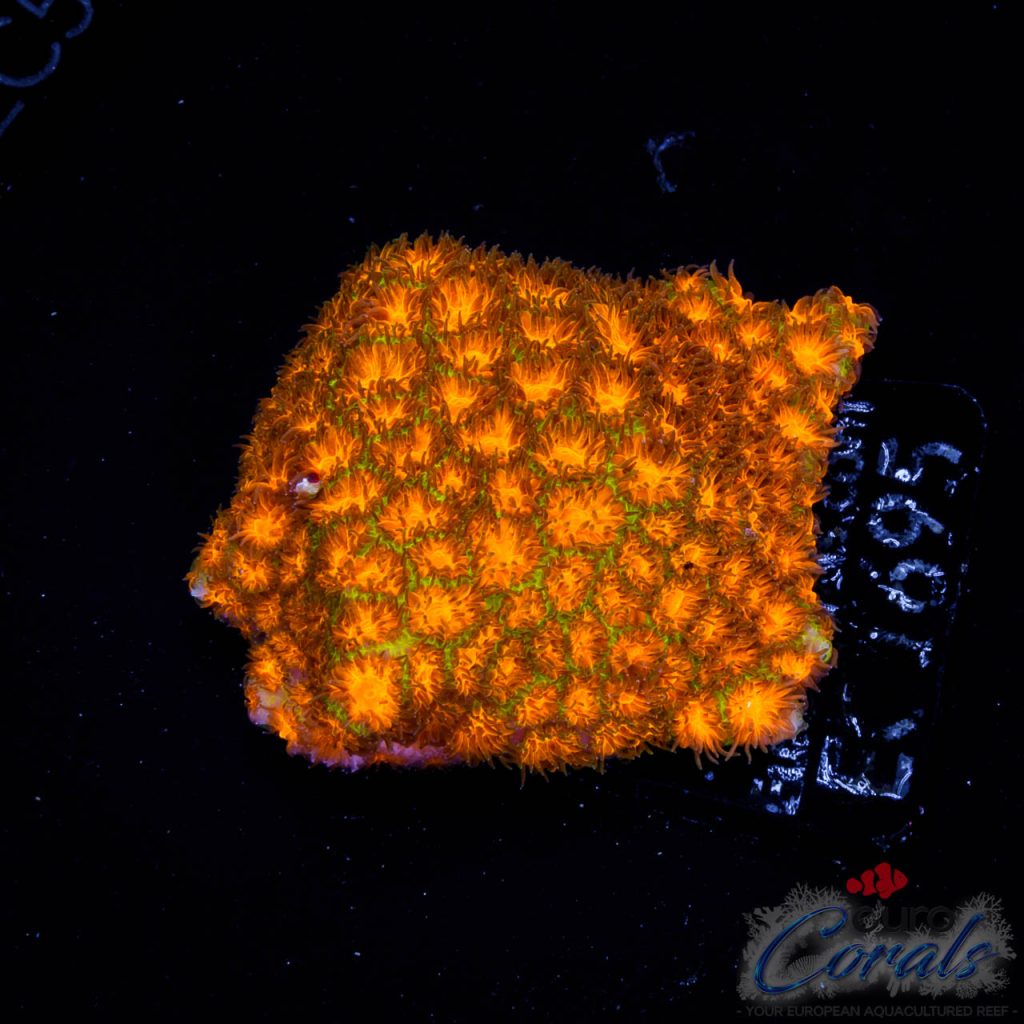 EC Orange/Green Rogue Leptastrea