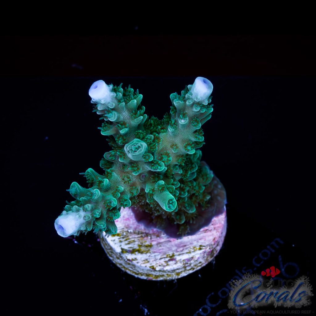 EC Blue Snakehead Stag Acro