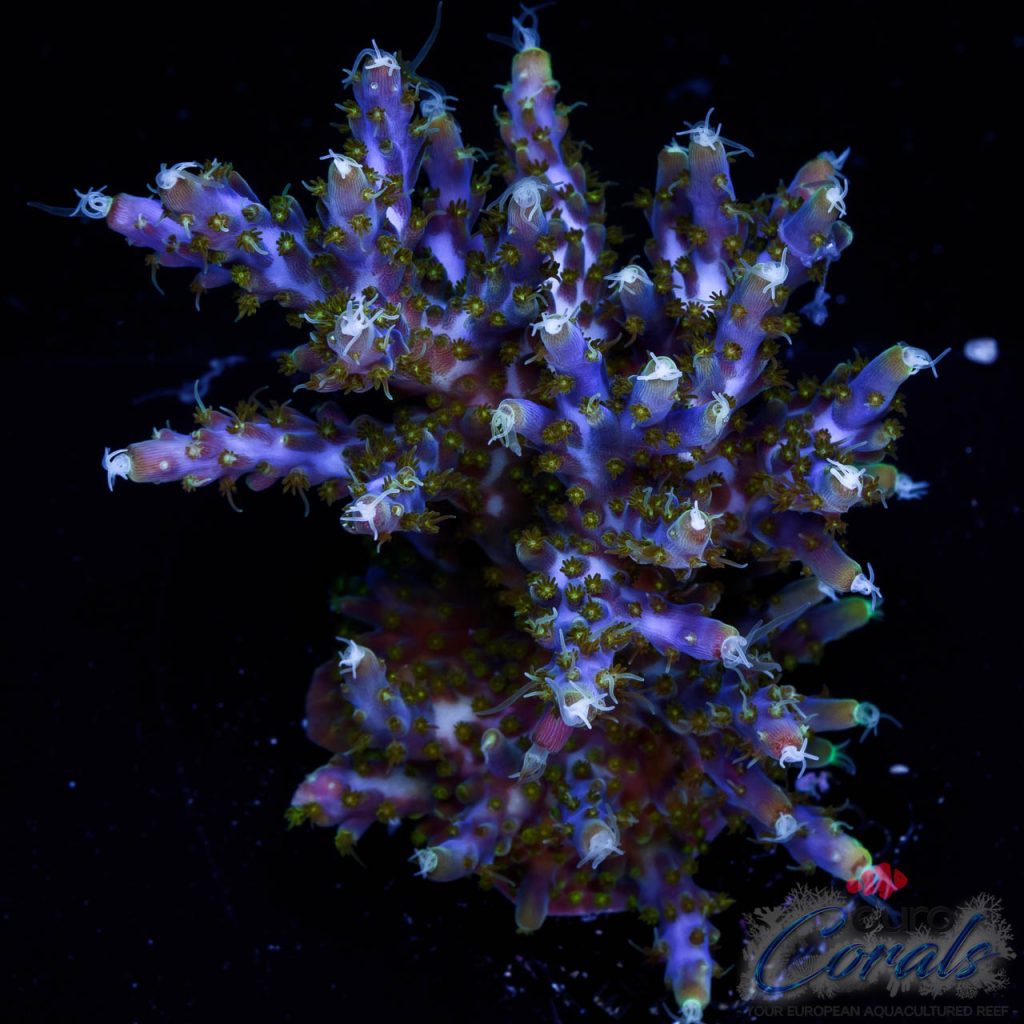 Colony Acro