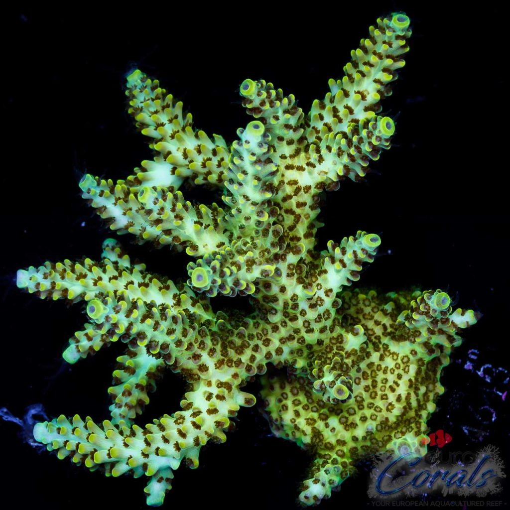 Colony Acro