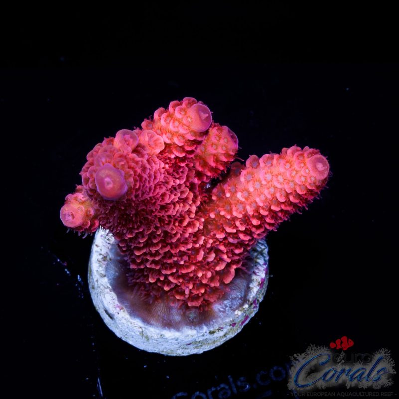EC Akil’s Rainbow Mammoth Blue Tips Spathulata