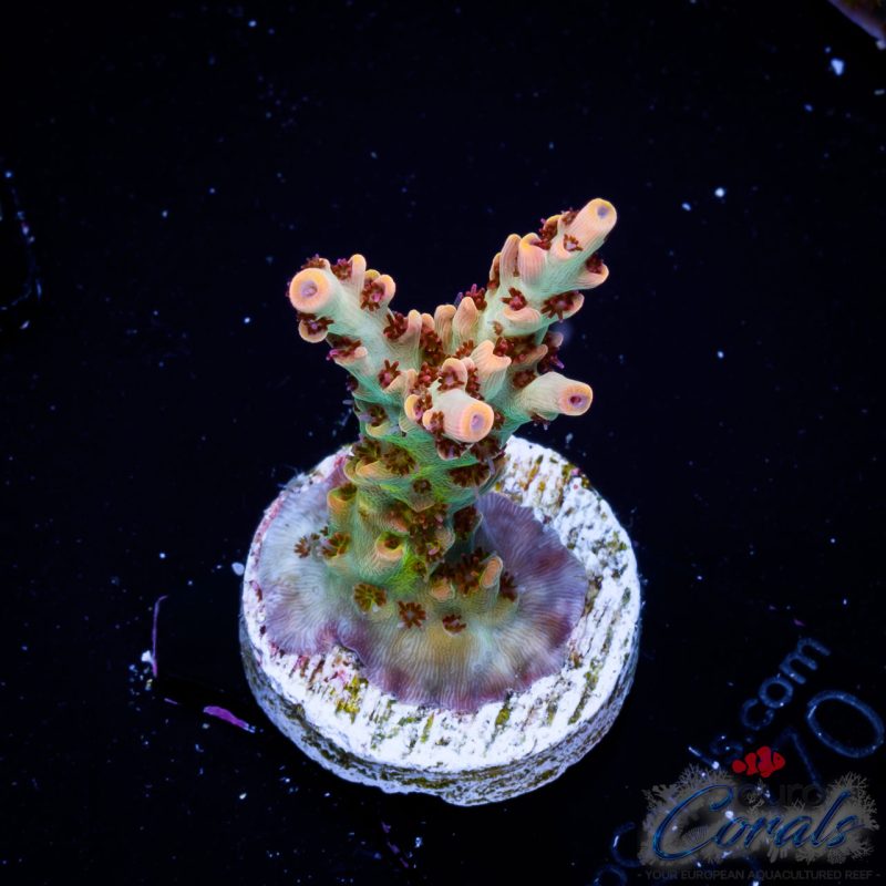 EC Akil’s Colt 45 Acro
