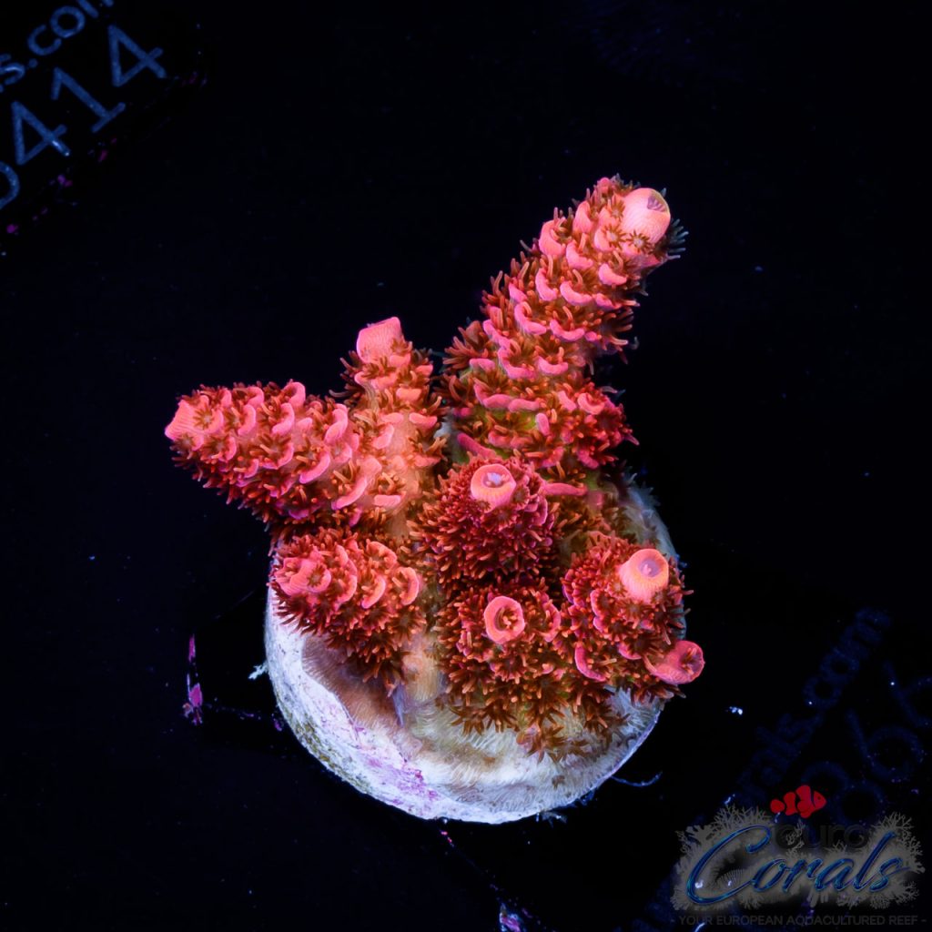 EC Akil’s Firecracker Acro