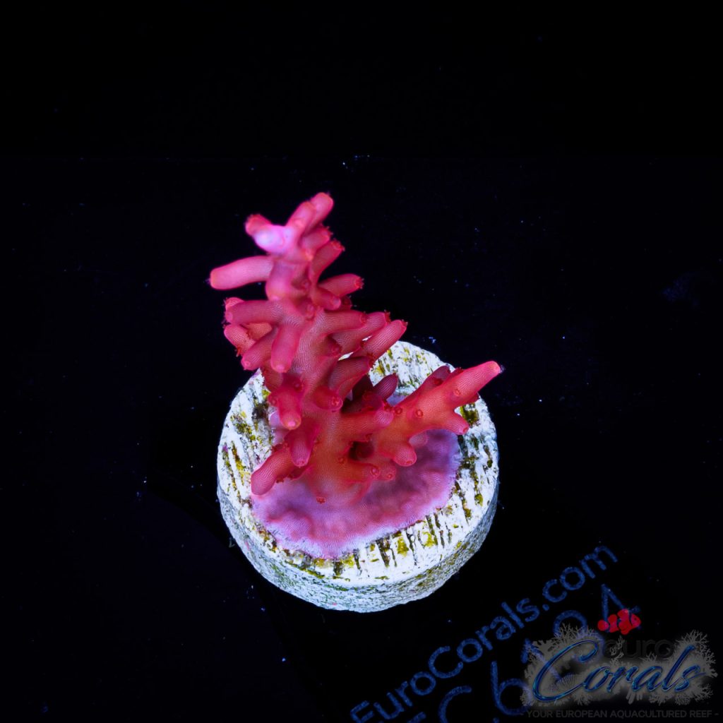 EC Little Red Ferrari Acro