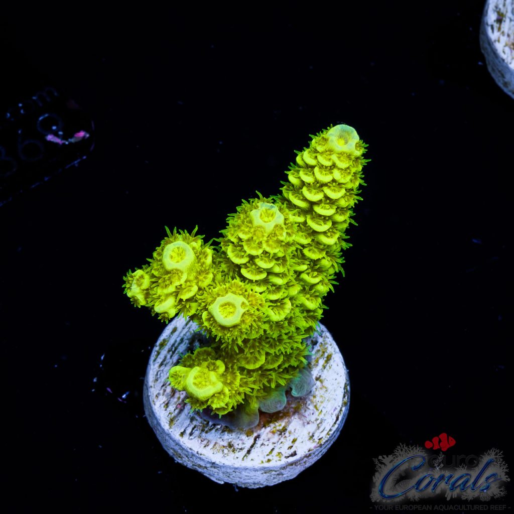 EC Blue Tipped Sour Tsunami Acro NEW