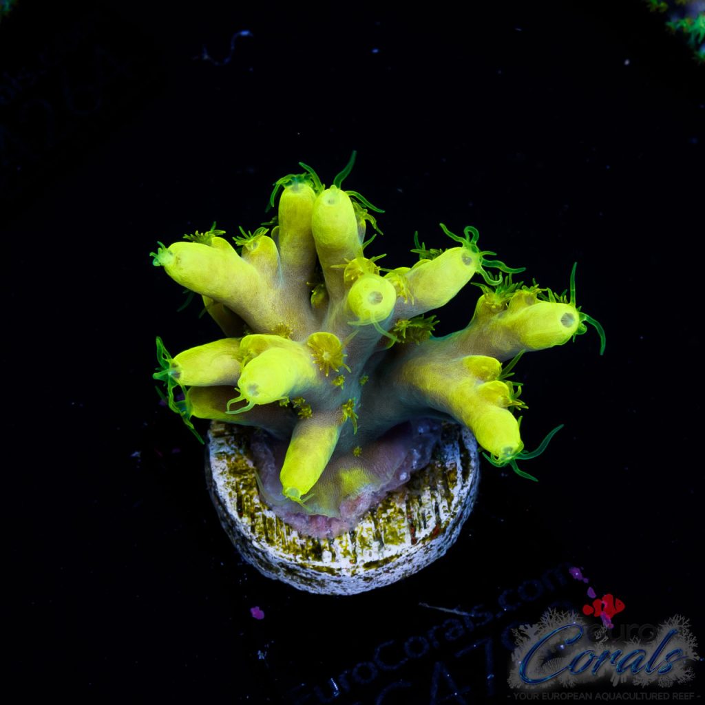 EC Banana Split Smoothie Acro