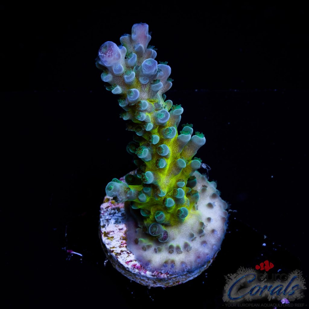 EC Electric Miyagi Tort Acro EX