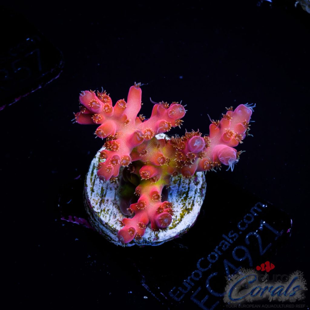 EC Akil’s Freaky Rainbow Acro