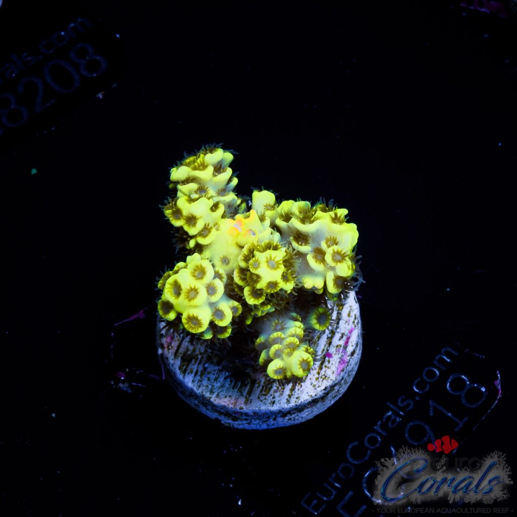 EC Yellow Tweety Tenuis