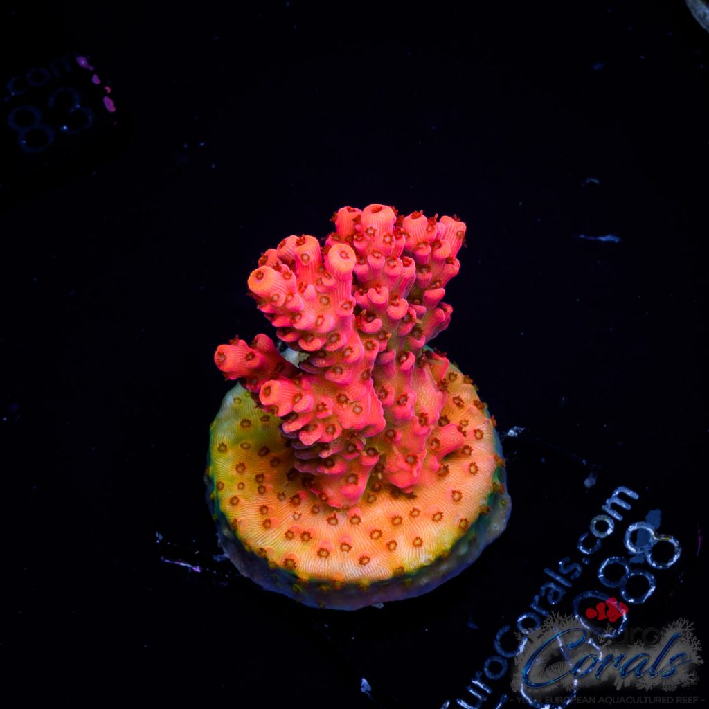 EC Tears of The Sun Table Acro