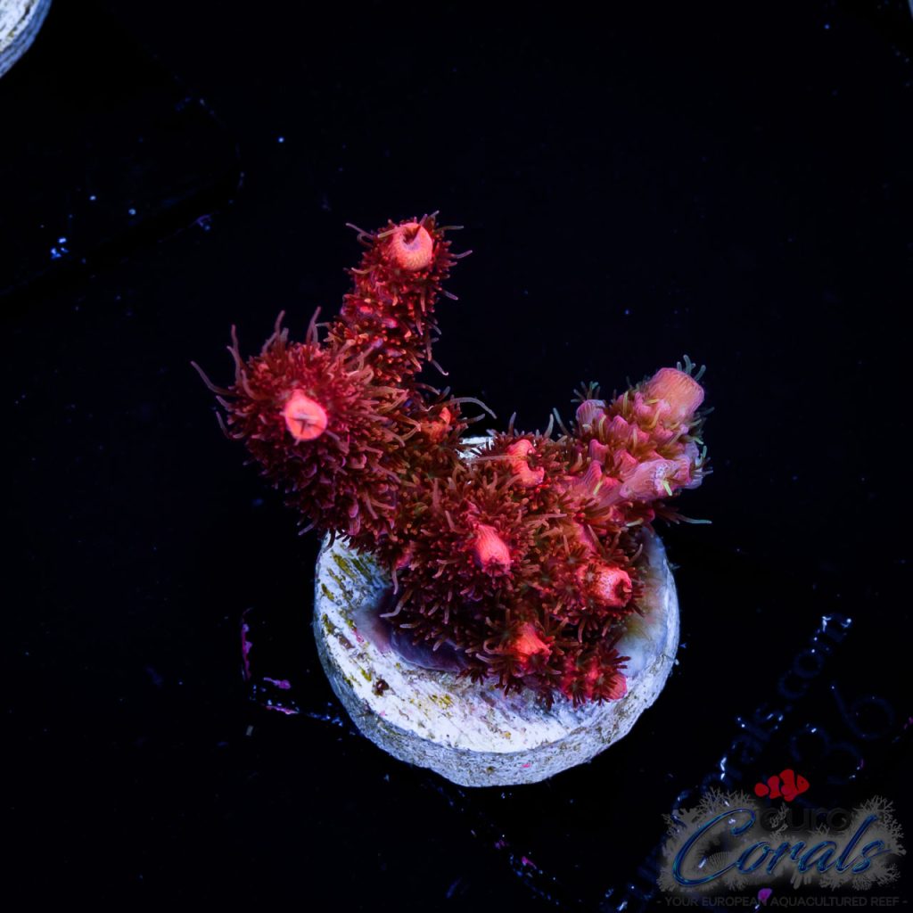 EC Dragon Soul Acro