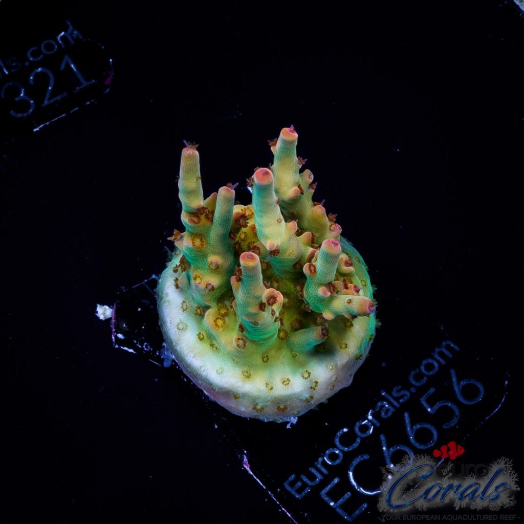EC Rainbow Joker Acro RED/GOLDEN POLYPS