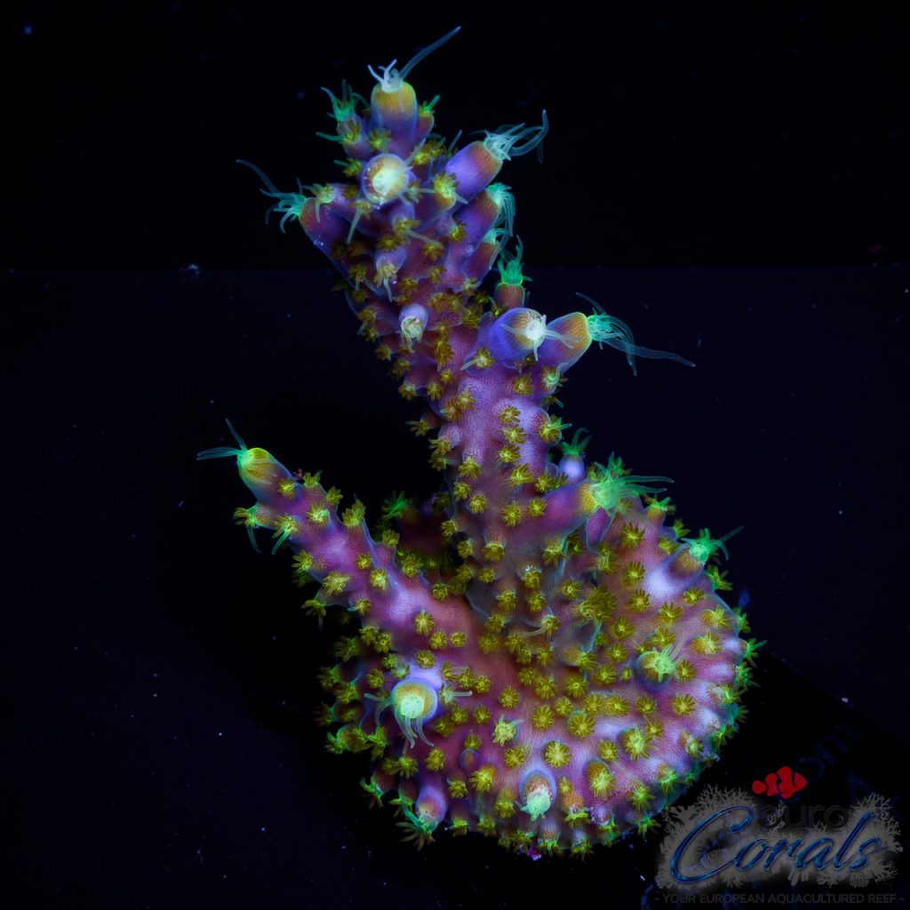 EC Purple Candle Acro