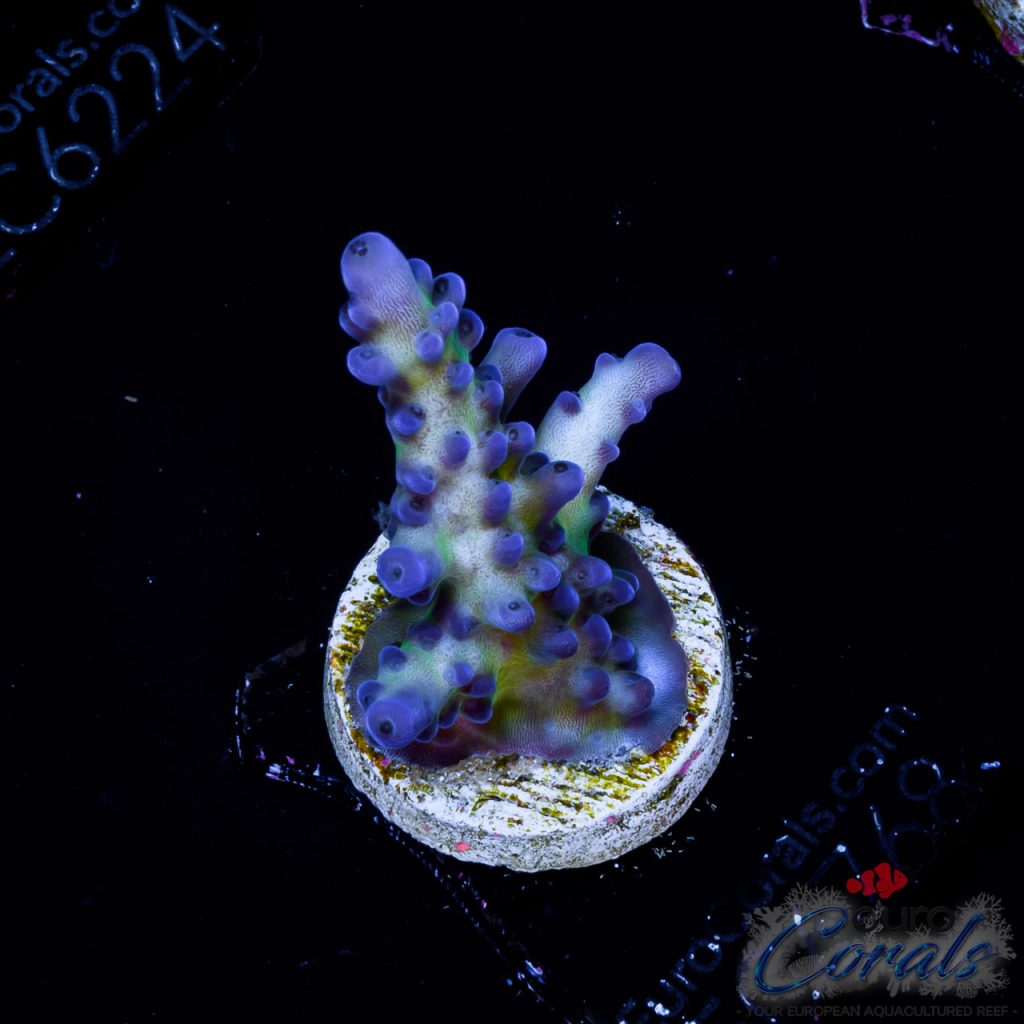 EC Blue Monster Acro