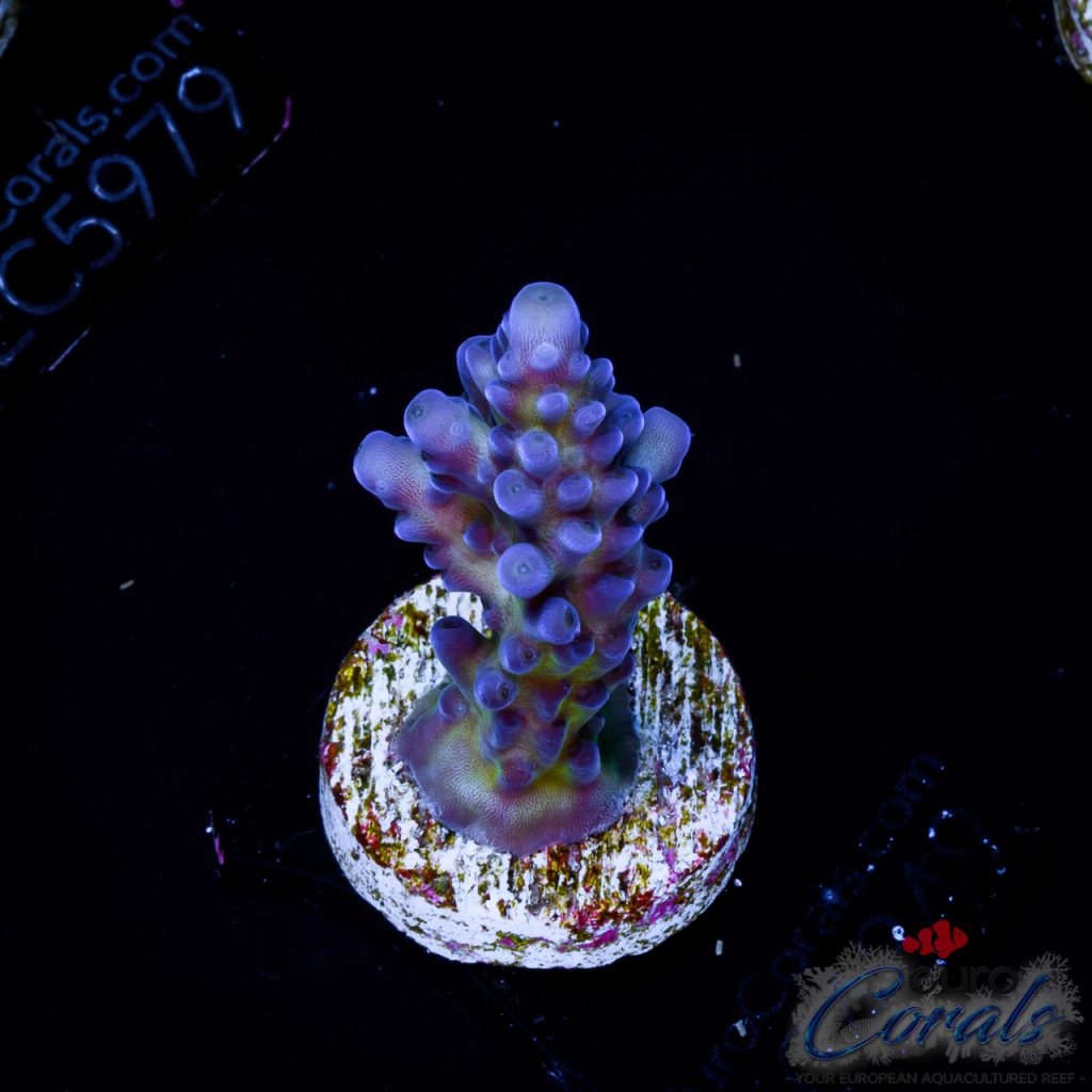 EC Blue Monster Acro