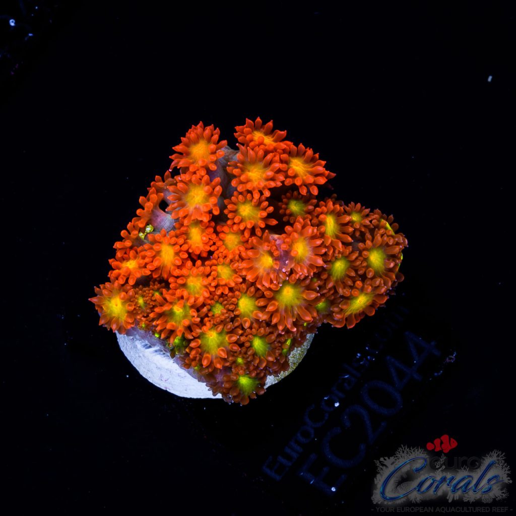 EC Solar Flare Goniopora