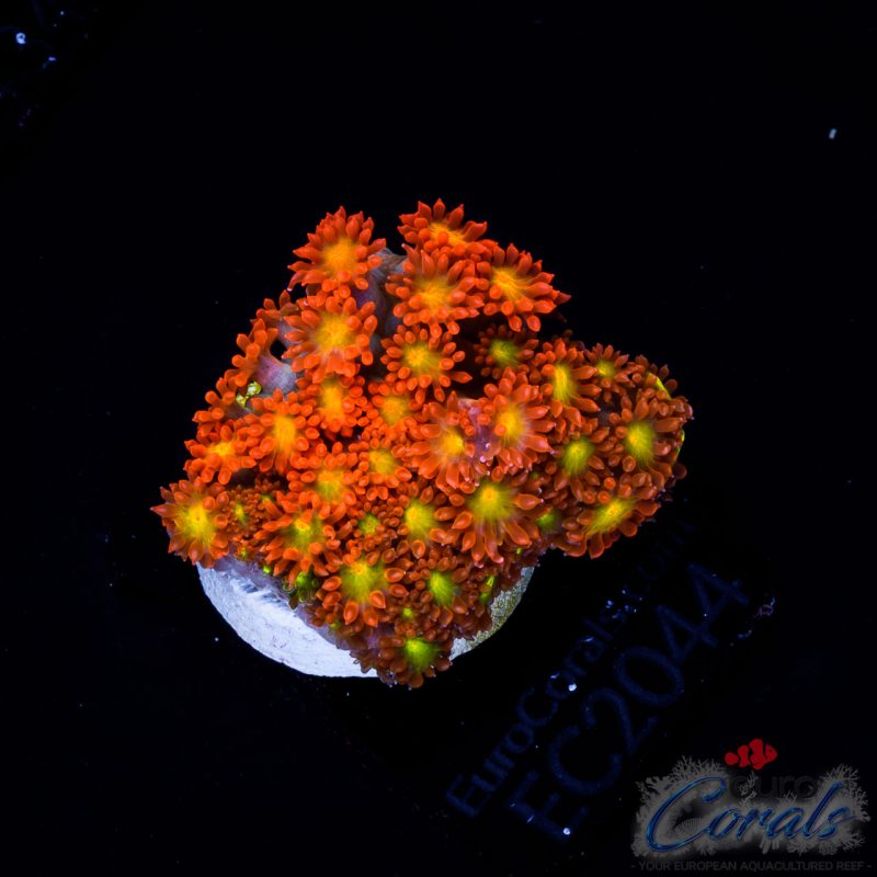 EC Solar Flare Goniopora