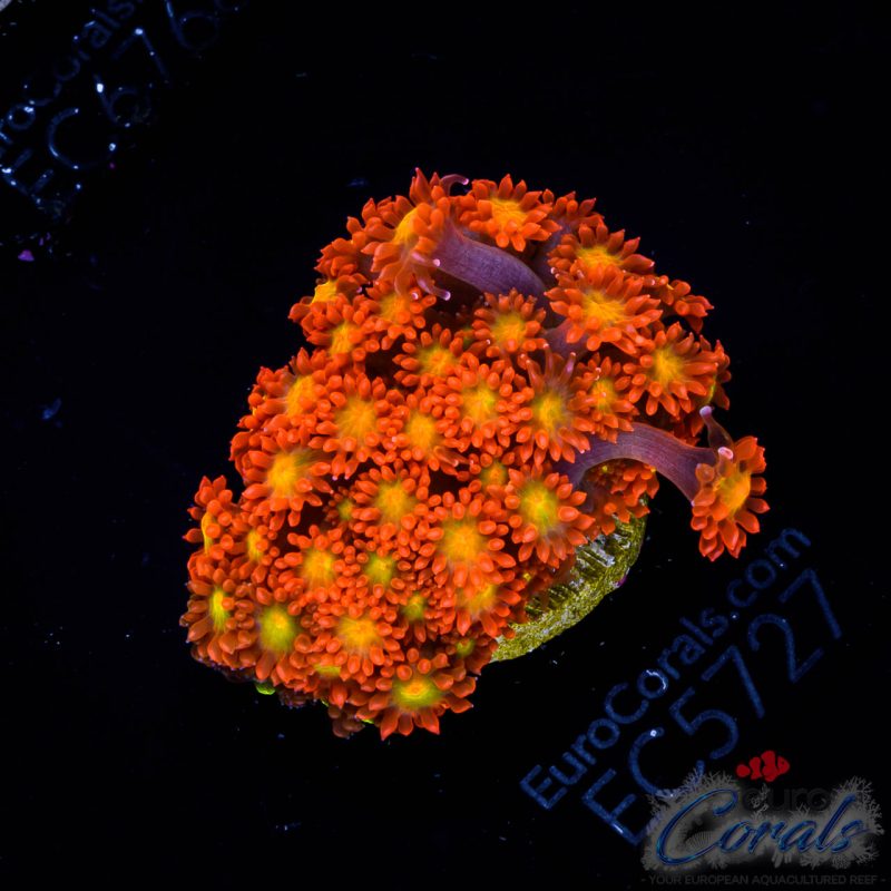 EC Solar Flare Goniopora