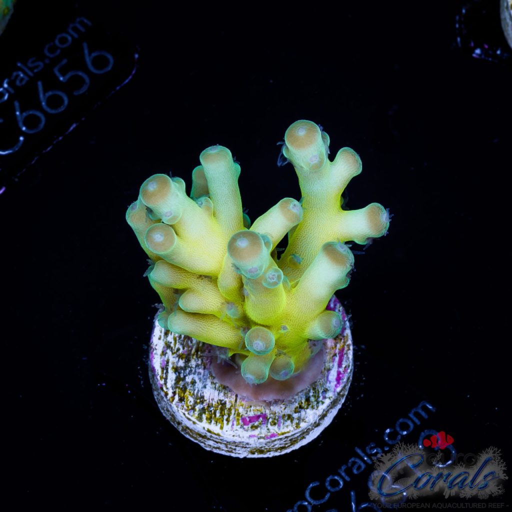 EC Jawdropper Acro
