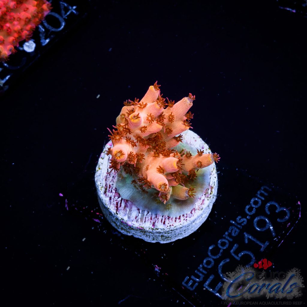 EC Akil’s Long Island Acro