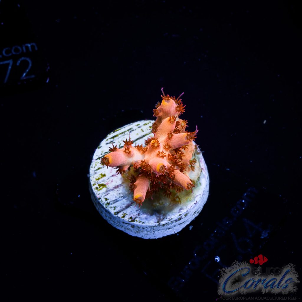 EC Akil’s Long Island Acro S