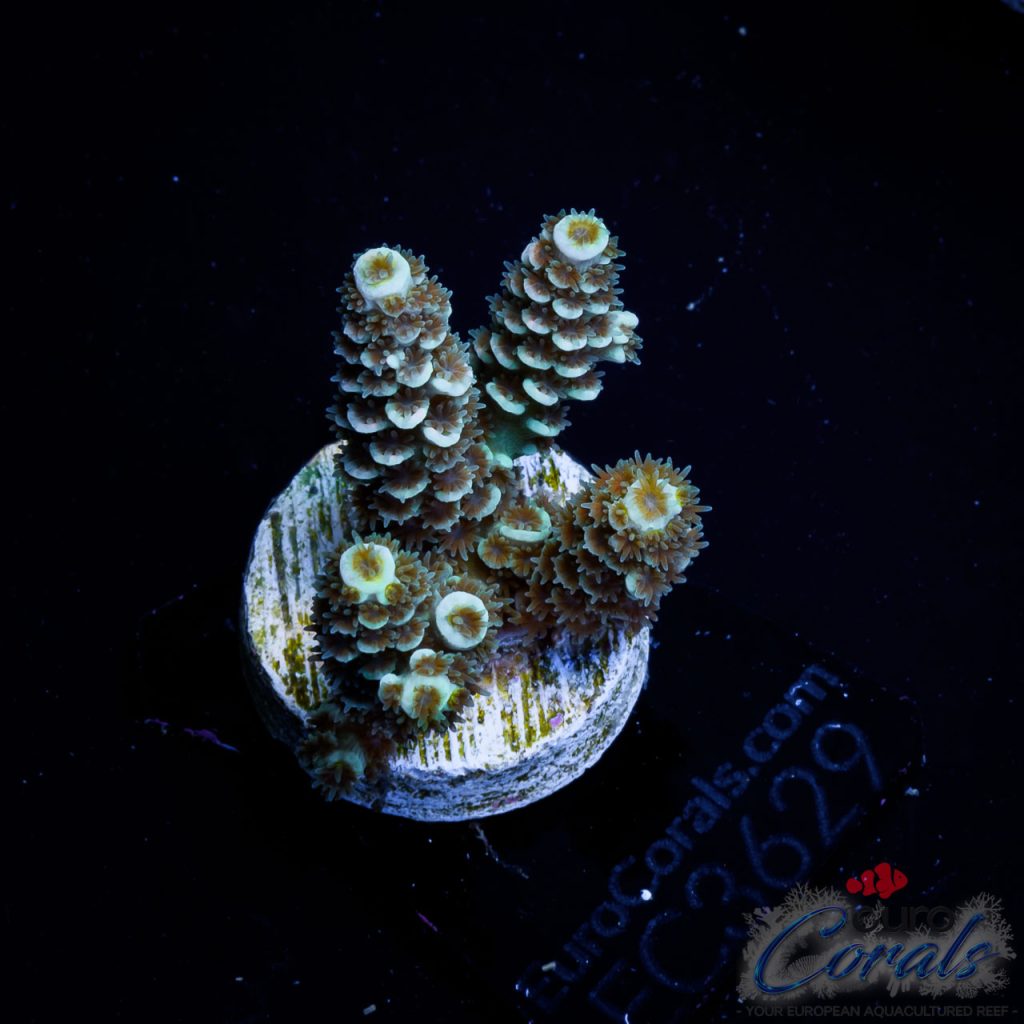 EC Bioreef Wonderboy Tenuis