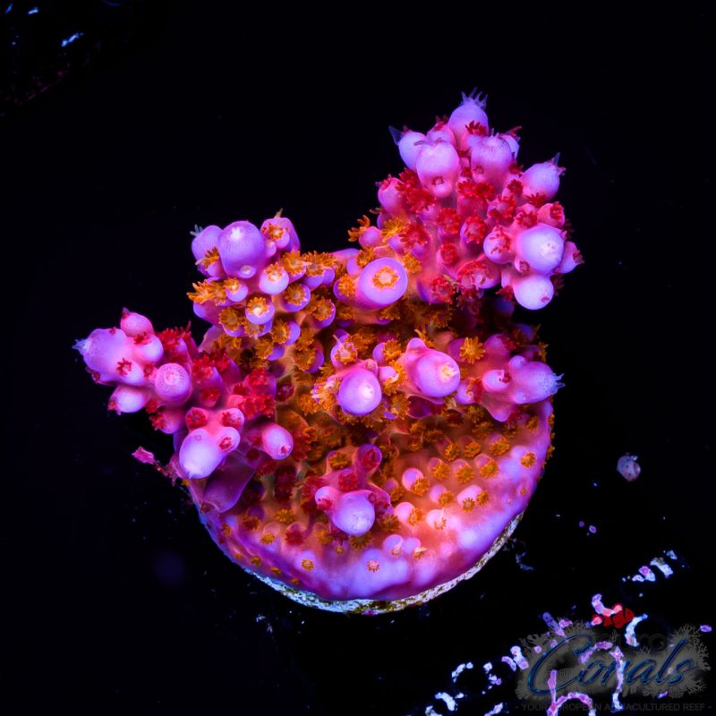 EC Hell2Heaven Acro ER GRAFTED EX SP