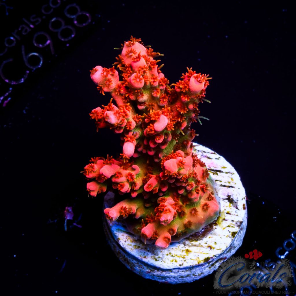 EC Tears of The Sun Table Acro