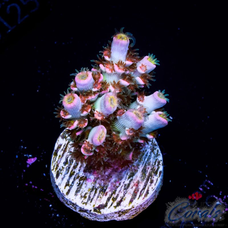 EC Original HomeWrecker Acro EX