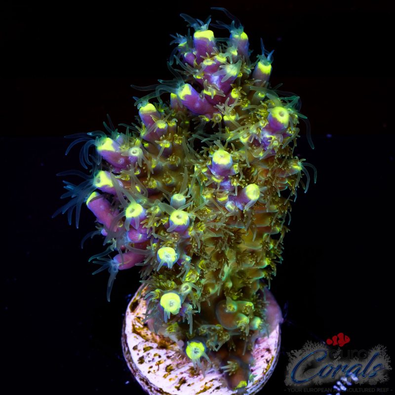 EC Blue Firefly Acro