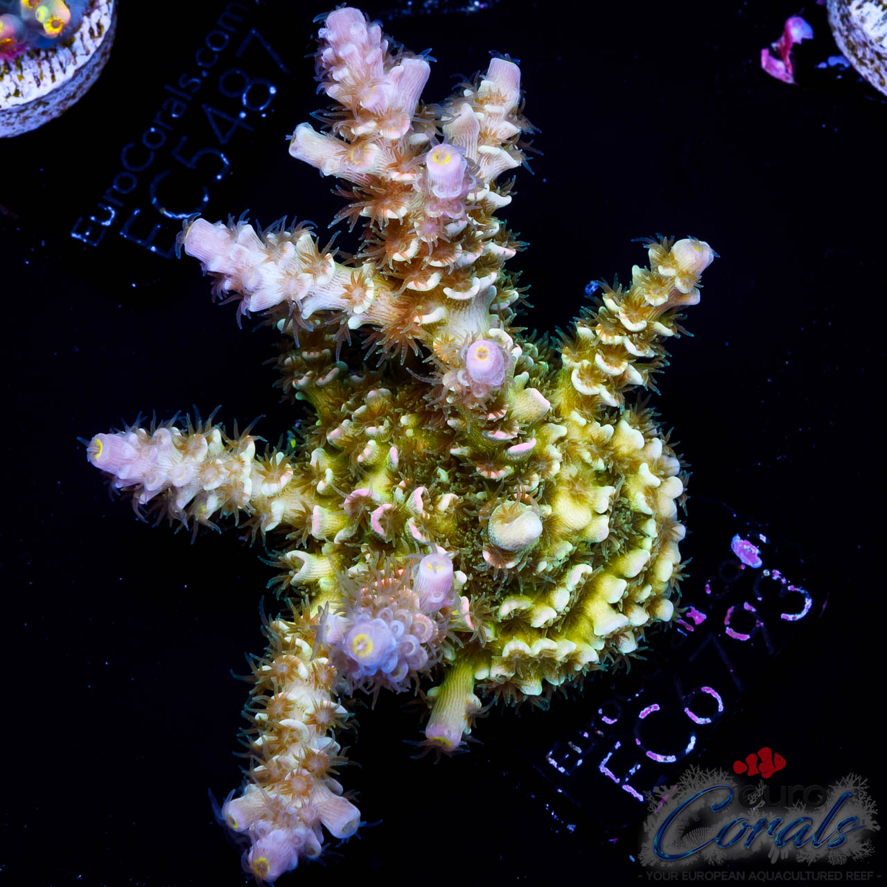 EC Original HomeWrecker Acro Euro Corals