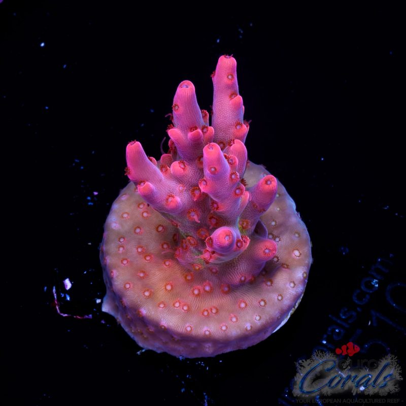 EC Pink Passion Acro EX