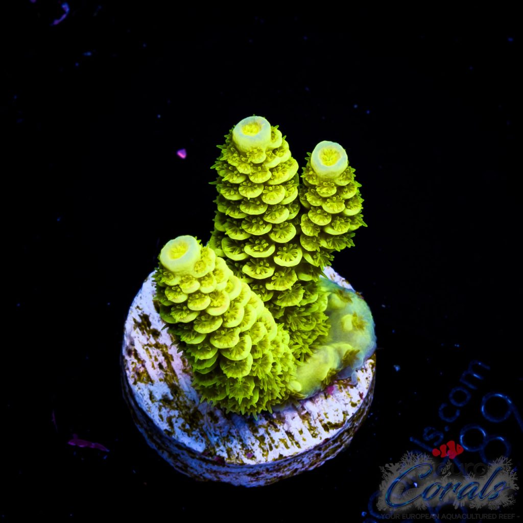 EC Blue Tipped Sour Tsunami Acro NEW