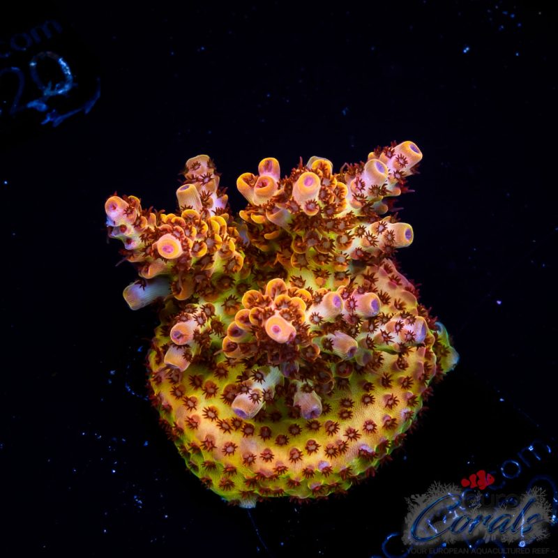 EC Rainbow Beast Mode Acro