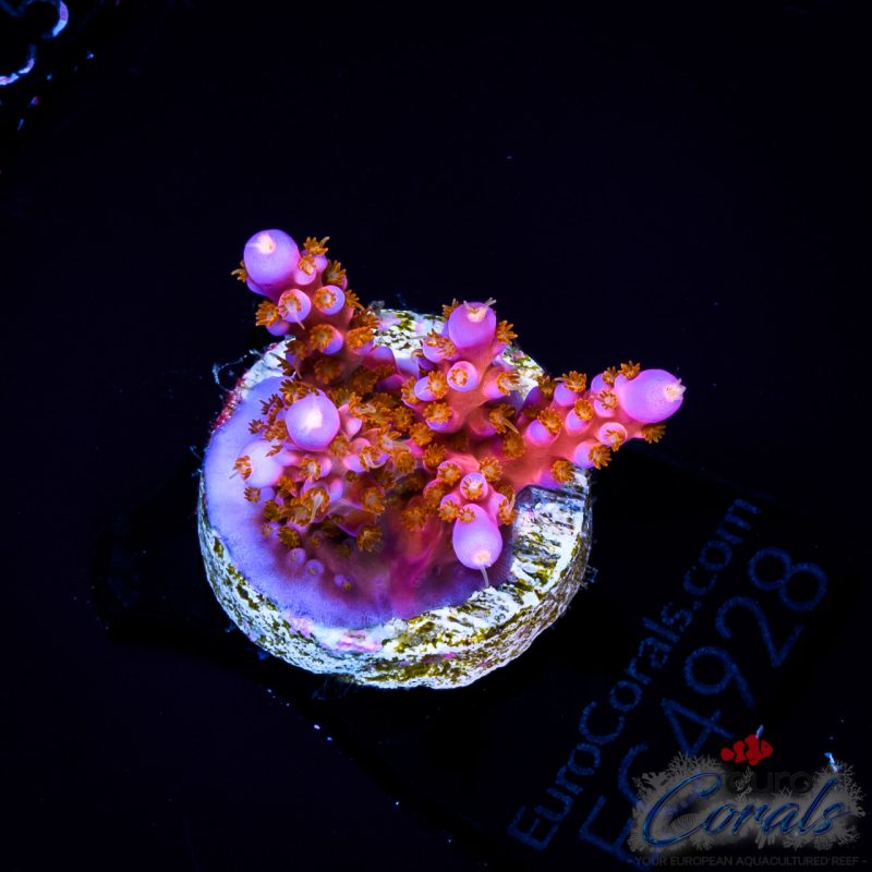 EC Fireworks Acro EX