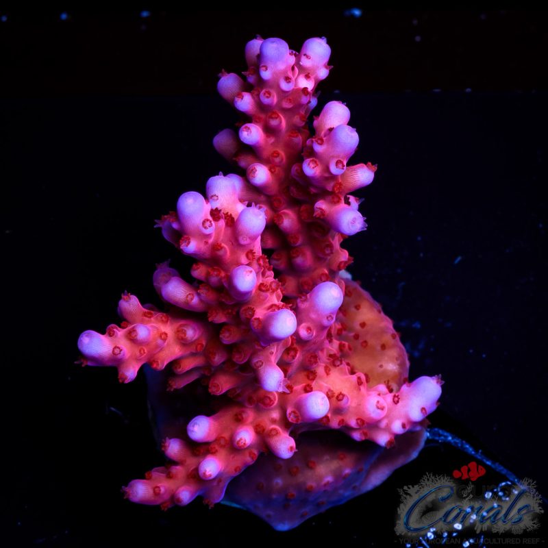 EC Purple Night Fury Acro